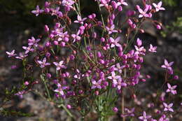 Image de Boronia dichotoma Lindley