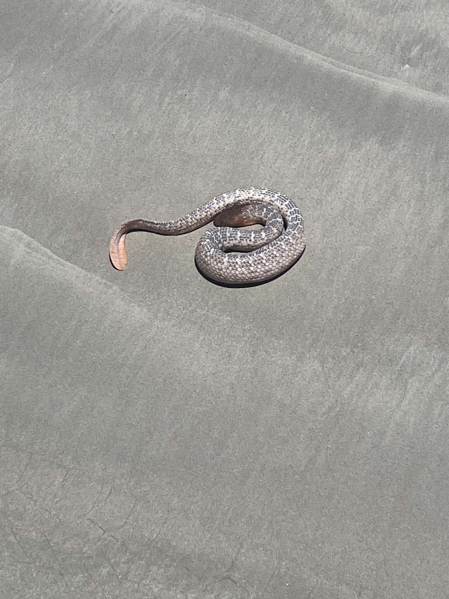 Image of Olive Sea Snakes