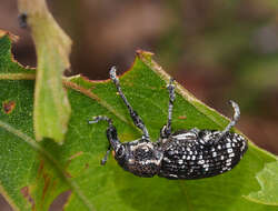 Image of Chrysolopus spectabilis (Fabricius & J. C. 1775)