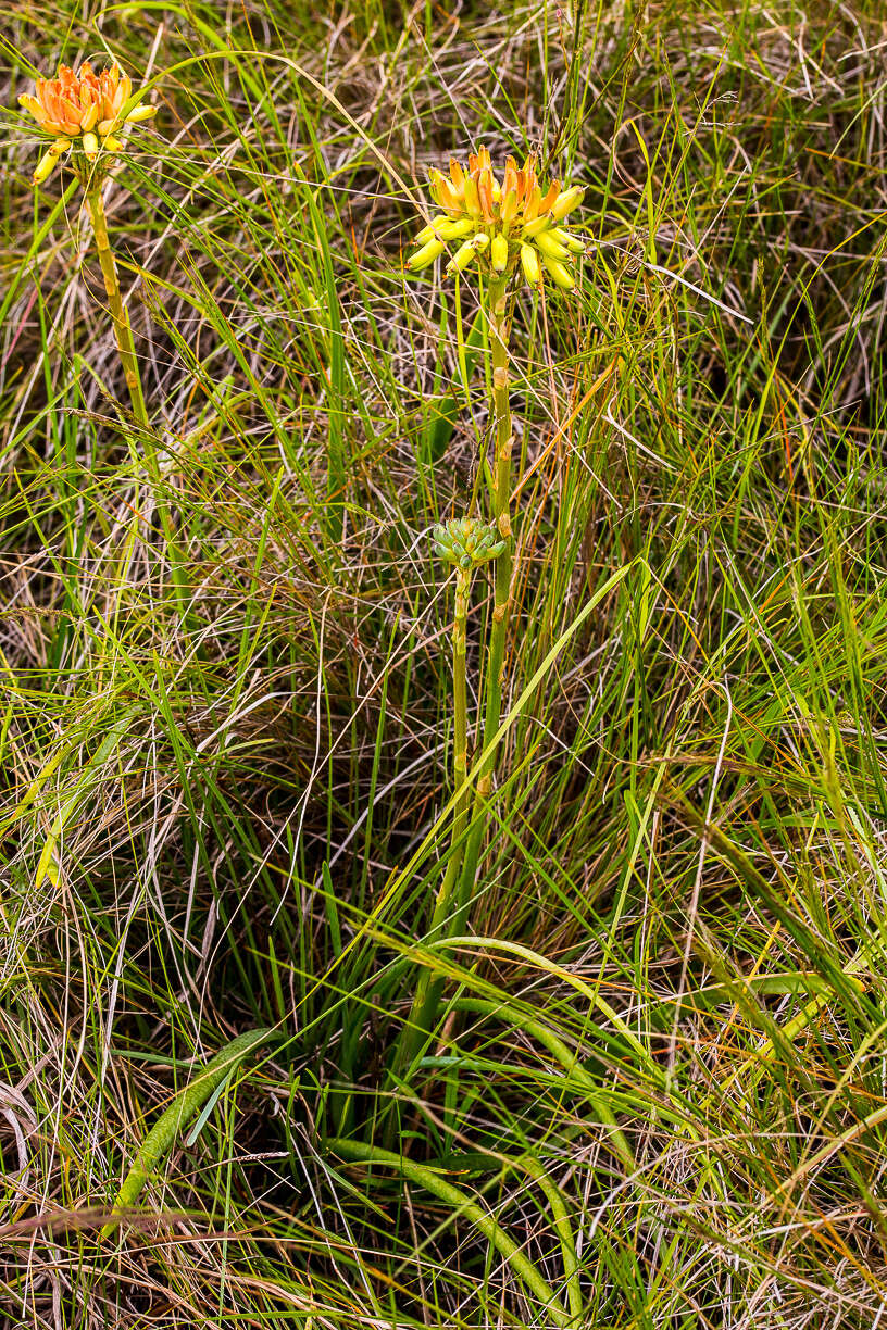 Image de Aloe linearifolia A. Berger