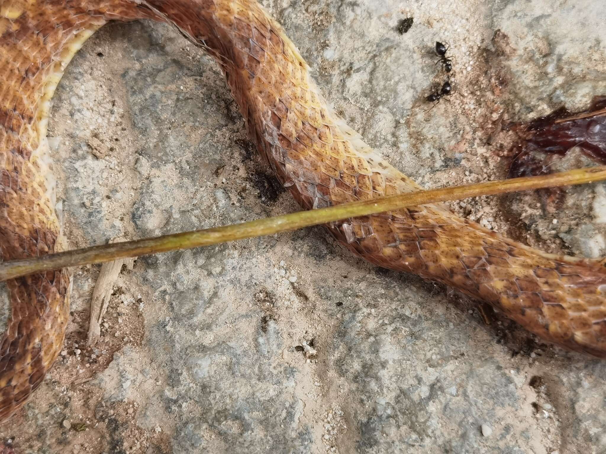 Image of Formosa Slug Snake