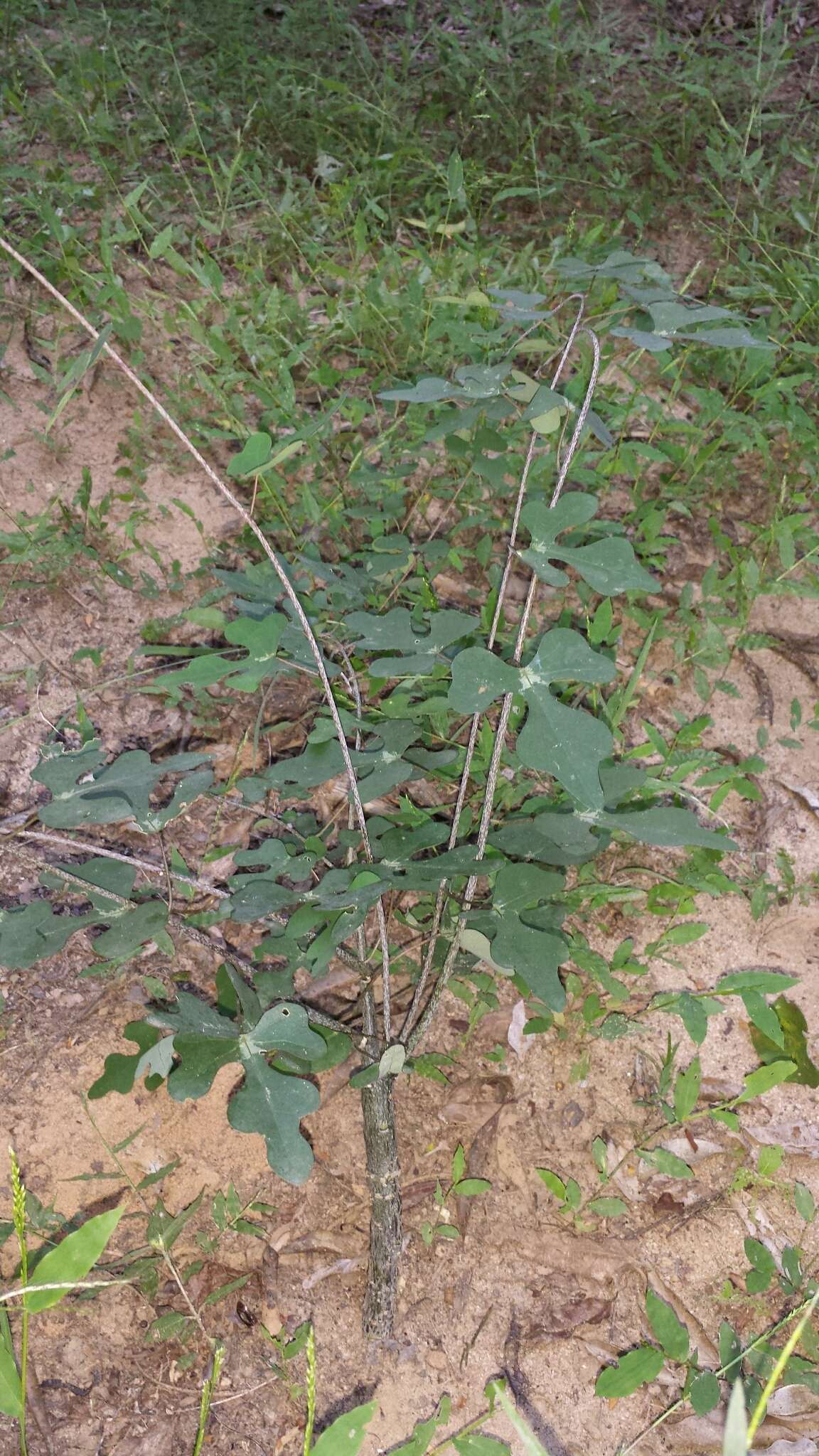 Image of Adenia perrieri Clav.