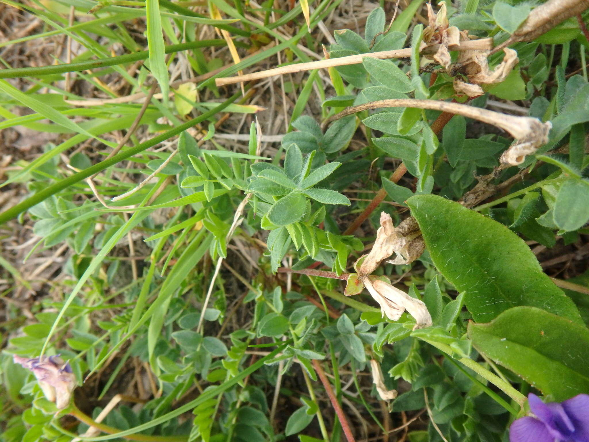 Image de Oxytropis revoluta Ledeb.