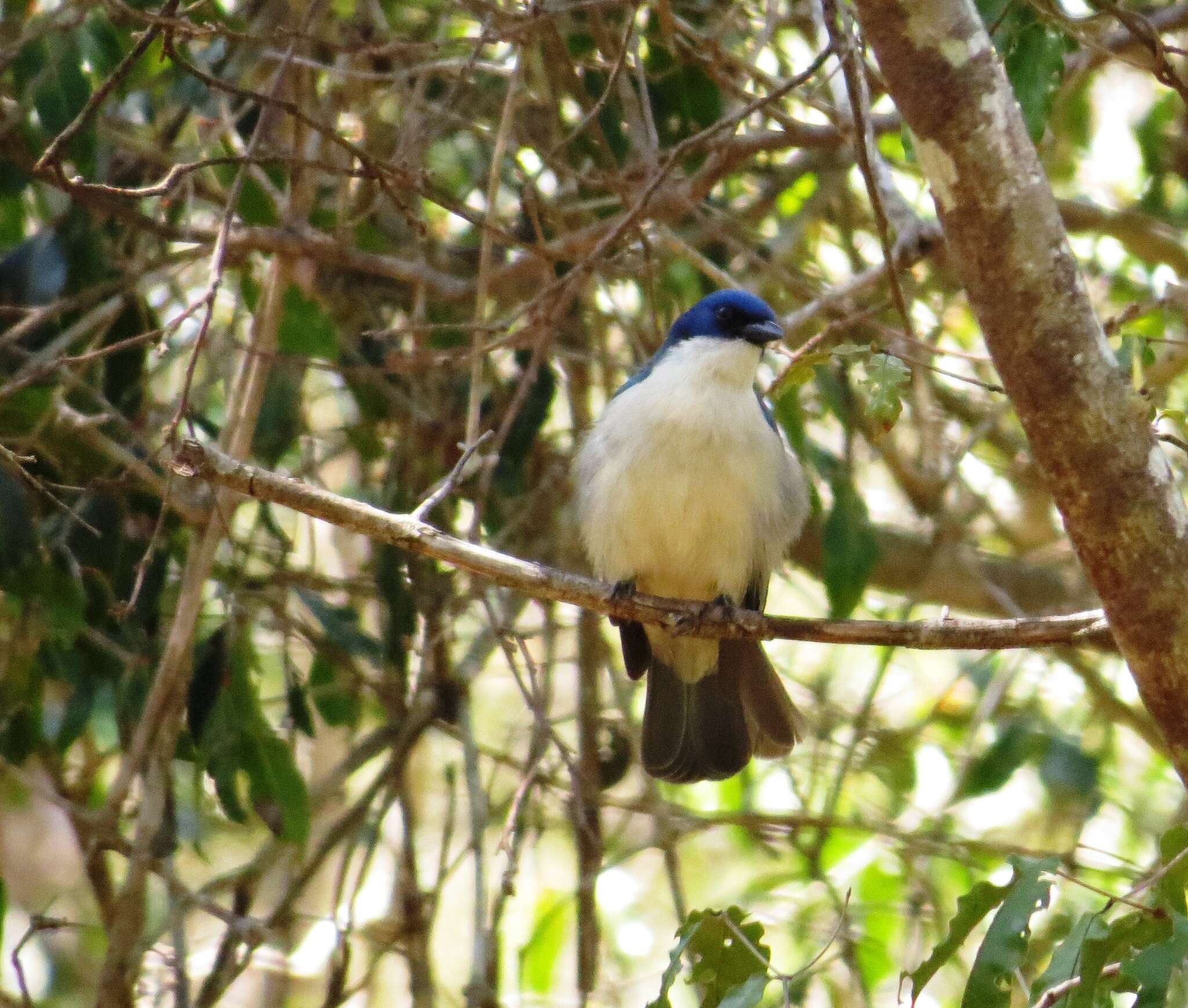 Cyanolanius Bonaparte 1854的圖片