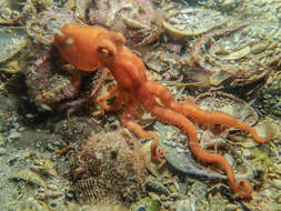 Image of southern white-spot octopus