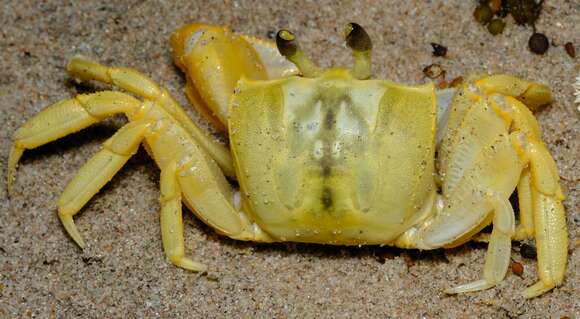 Image of Golden ghost crab