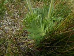 Imagem de Anemonastrum narcissiflorum (L.) Holub