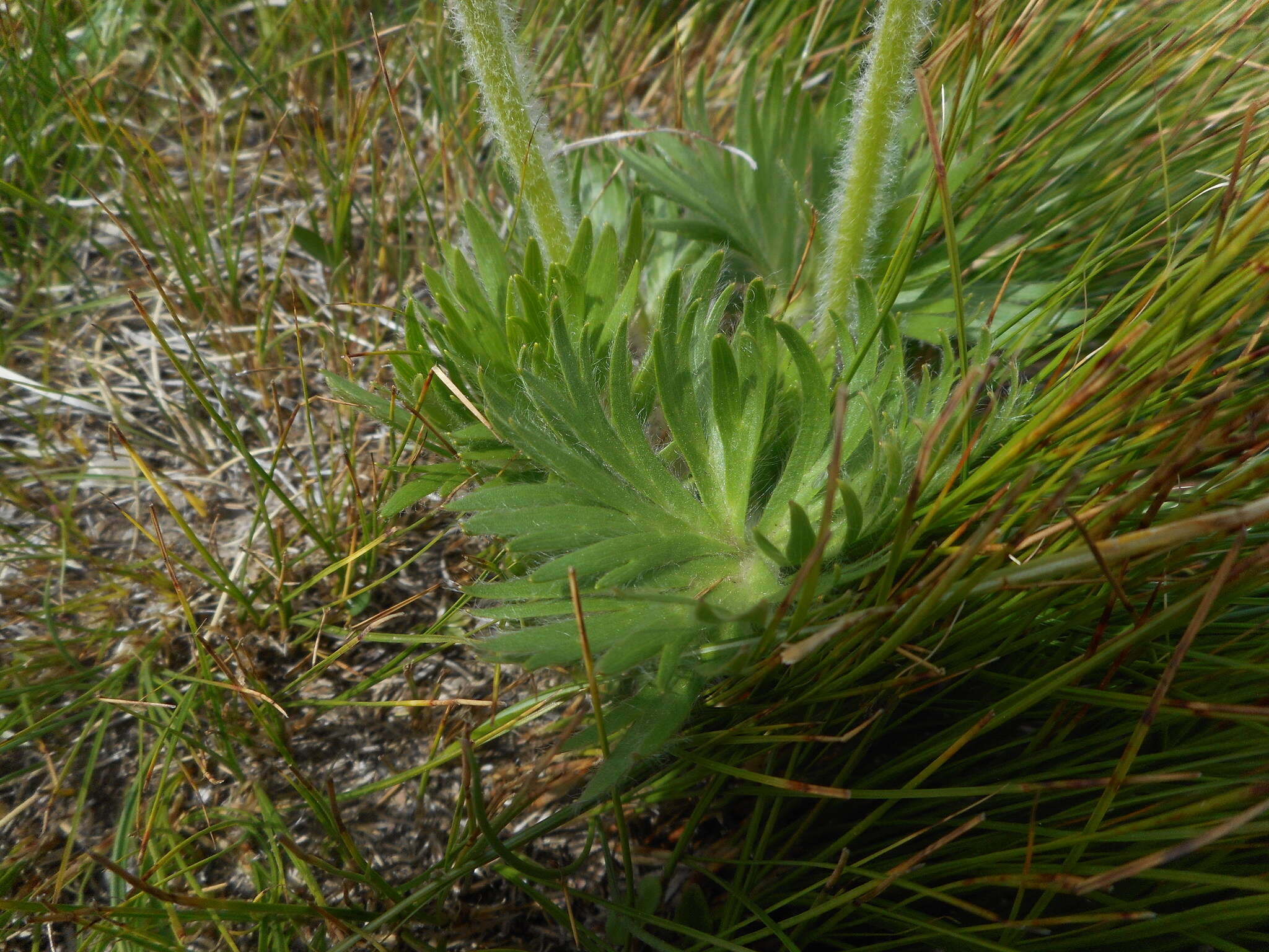 Imagem de Anemonastrum narcissiflorum (L.) Holub