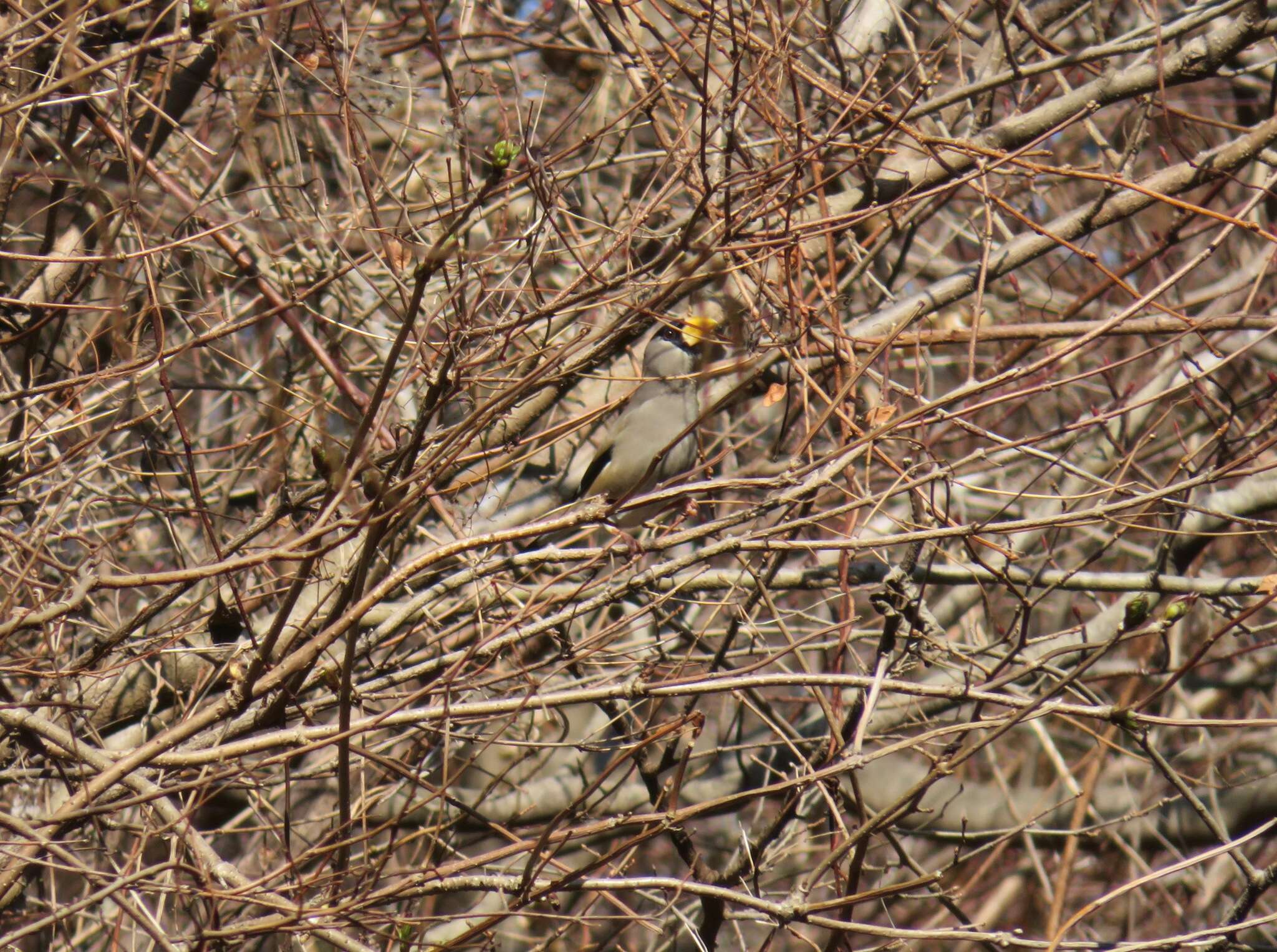 Image of Japanese Grosbeak