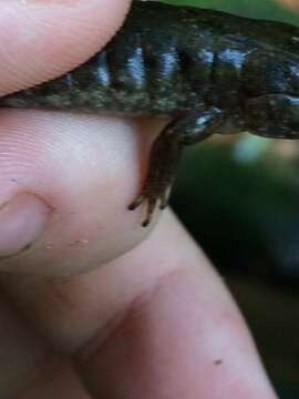 Image of Black mountain salamander