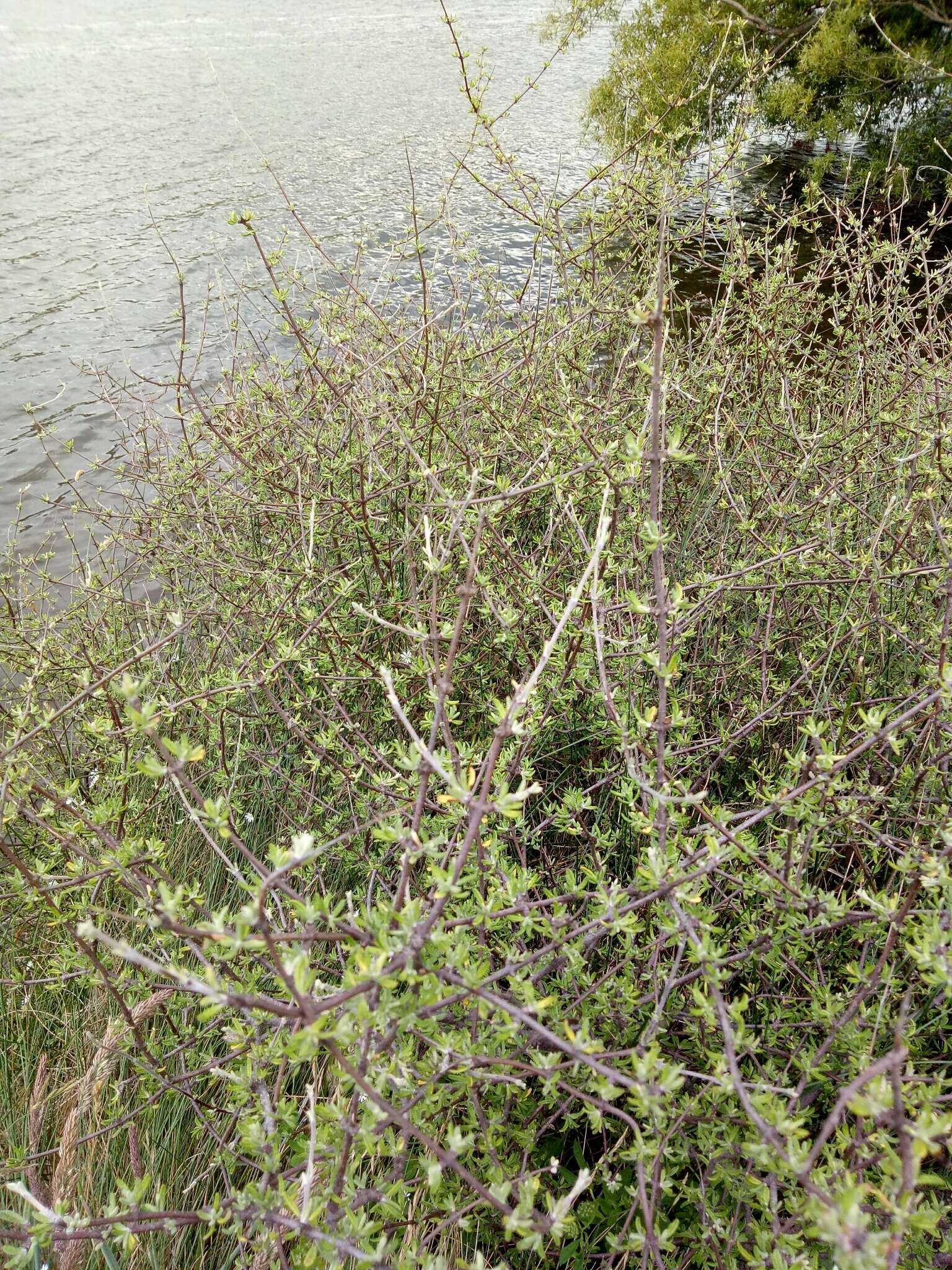 Imagem de Olearia bullata H. D. Wilson & P. J. Garnock-Jones