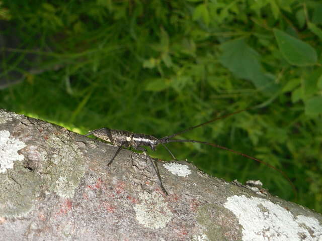 Image of Chyptodes dejeanii (Thomson 1865)