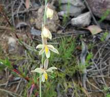 Hesperantha radiata subsp. caricina (Ker Gawl.) Goldblatt & J. C. Manning的圖片