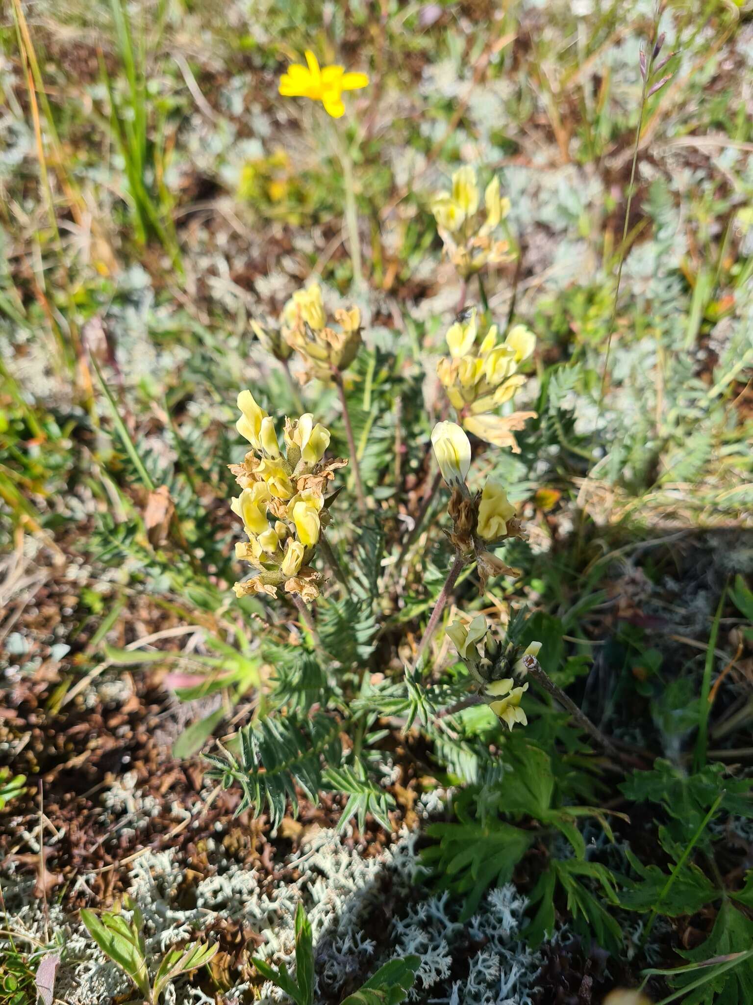 Image de Oxytropis kubanensis Leskov