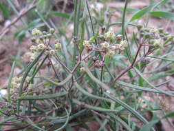 Image of Schizoglossum aschersonianum Schltr.