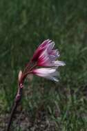 Imagem de Crinum campanulatum Herb.