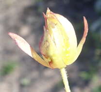Image of Knowltonia vesicatoria subsp. humilis H. Rasmussen
