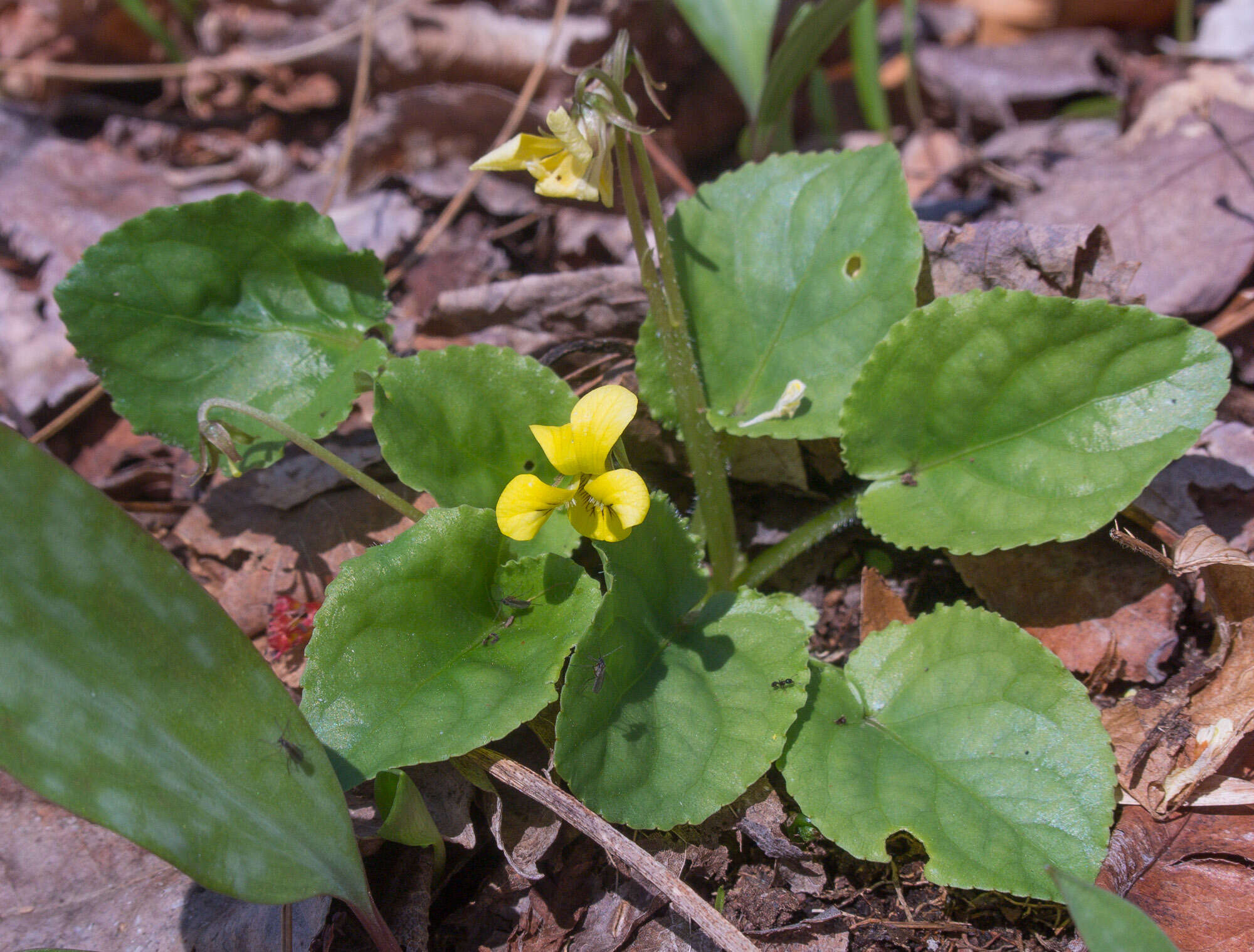 Image of roundleaf yellow violet
