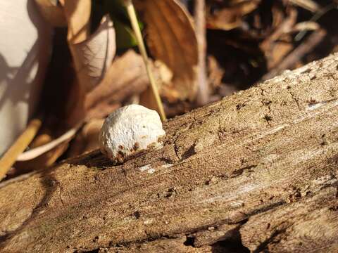 صورة Perenniporia ohiensis (Berk.) Ryvarden 1972