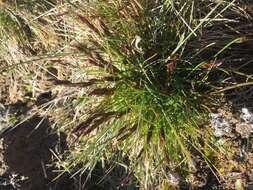 Image of Baffin fescue