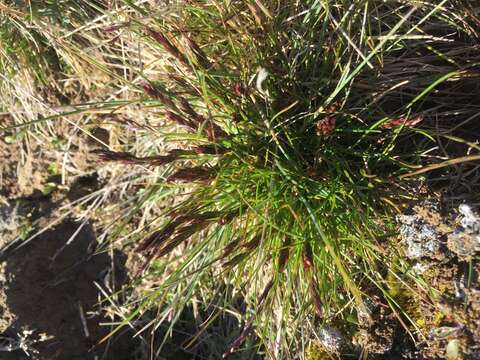 Image of Baffin fescue