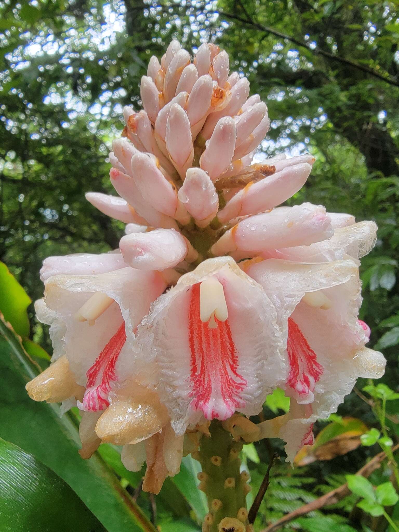 Imagem de Alpinia shimadae Hayata