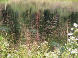 Plancia ëd Agrostis gigantea Roth