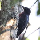 Image of Guadeloupe Woodpecker