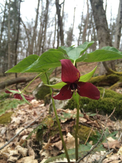 Imagem de Trillium erectum var. erectum