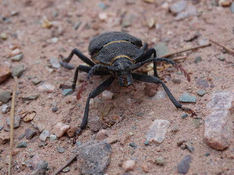 Calocomus rugosipennis Lucas 1859 resmi