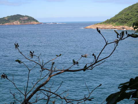 Imagem de Pseudobombax grandiflorum (Cav.) A. Robyns