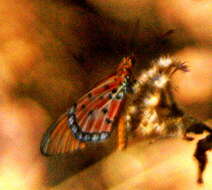 Image of <i>Acraea <i>acrita</i></i> acrita