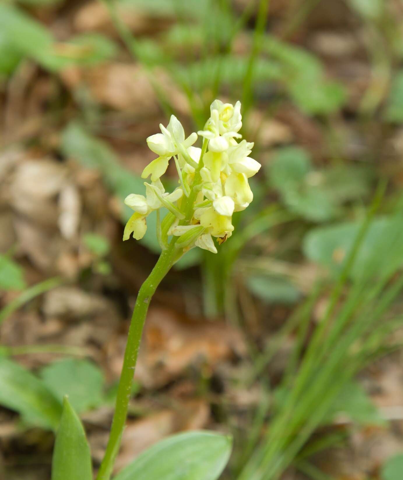 صورة Orchis pallens L.