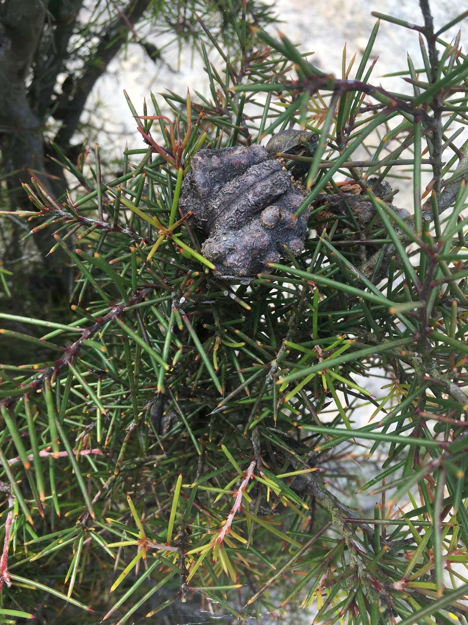 Image of Hakea nodosa R. Br.