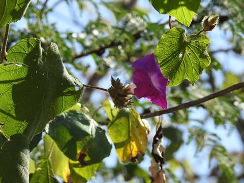 Image of Ipomoea villifera House