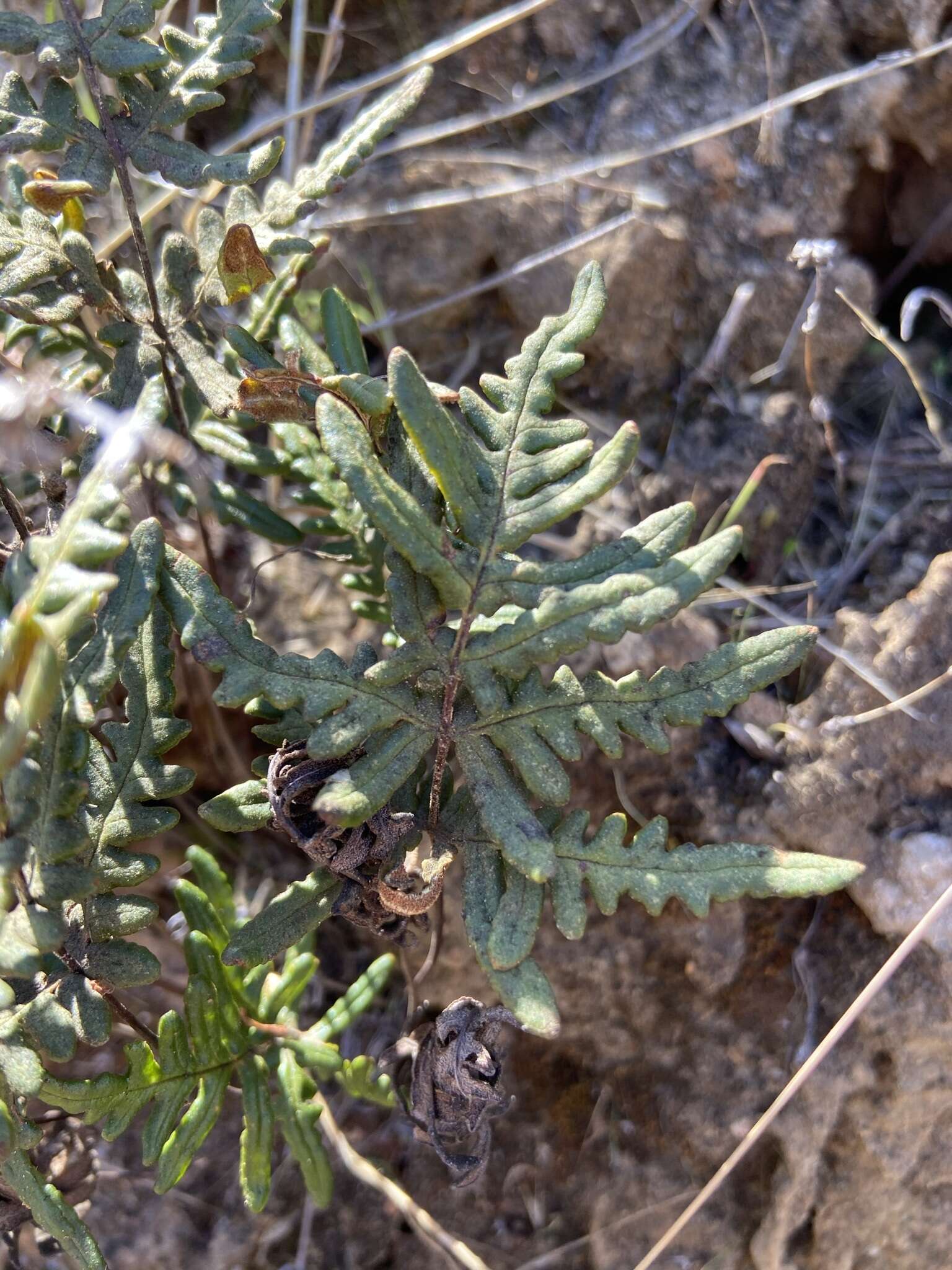 Image of Pentagramma viscosa Schuettp. & Windham