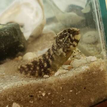 Image of Striped Blenny