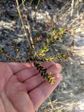 Image de Vaccinium myrsinites Lam.