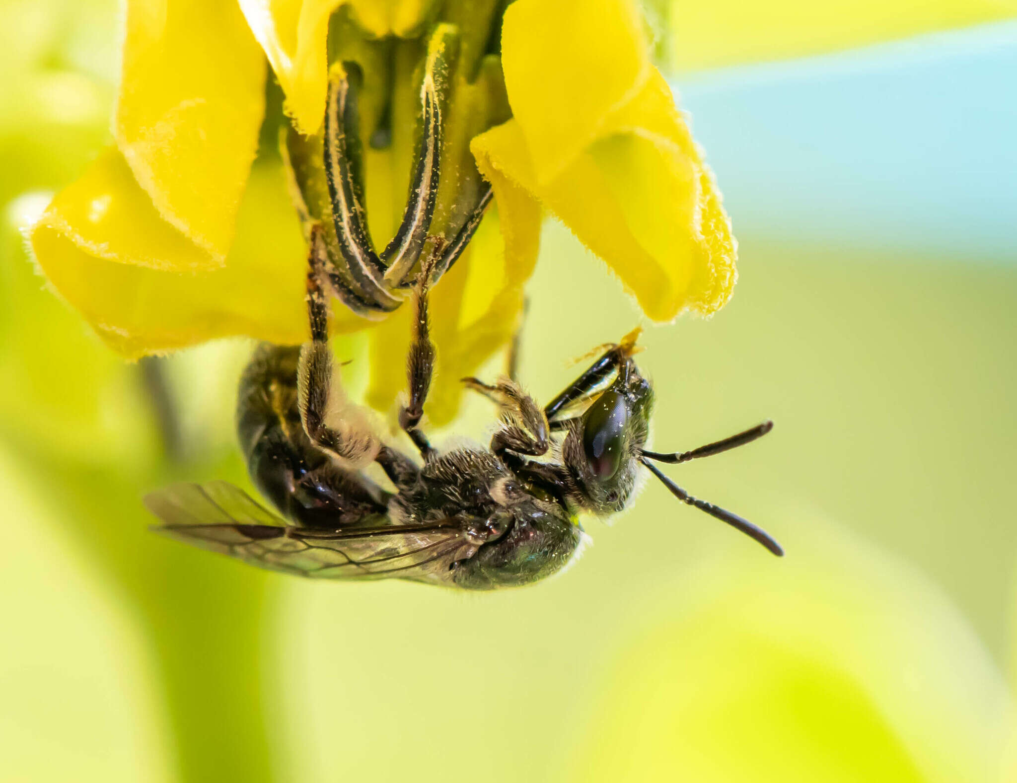 Imagem de Lasioglossum pectinatum (Robertson 1890)