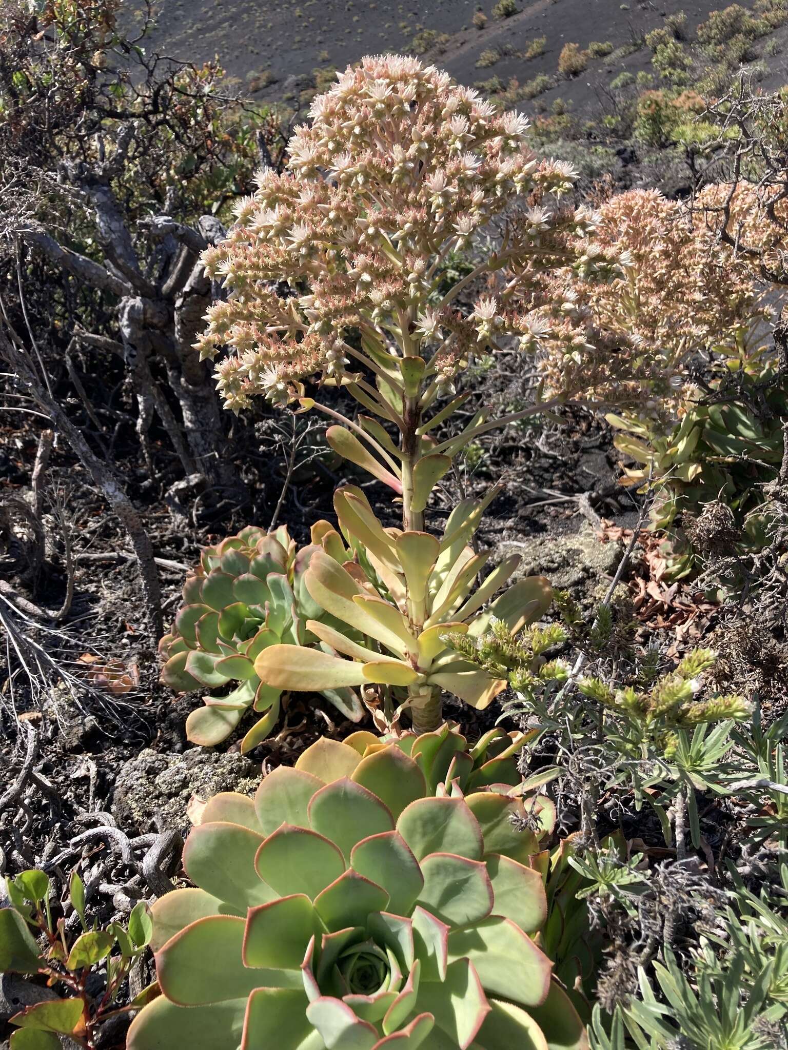 Image of Aeonium davidbramwellii H. Y. Liu