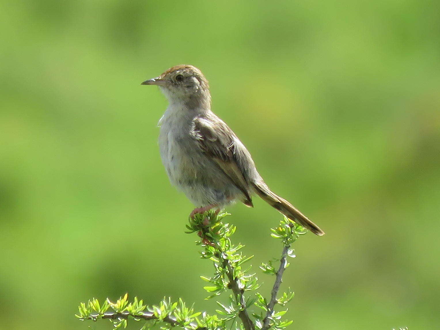 Sivun Cisticola subruficapilla jamesi Lynes 1930 kuva