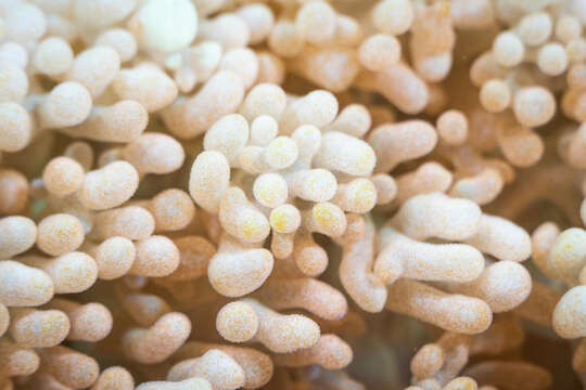 Image of red-mouth mushroom anemone