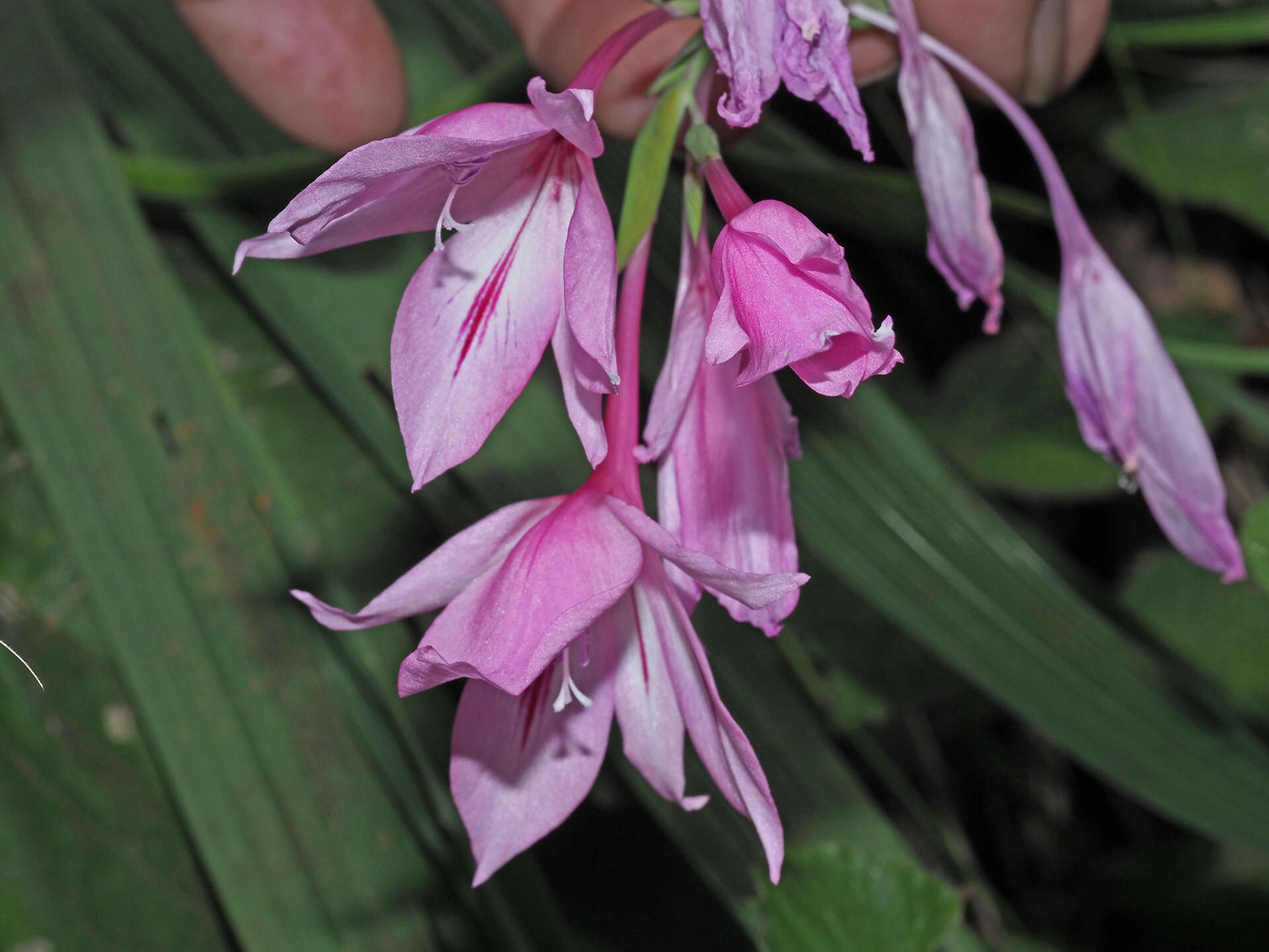 Imagem de Gladiolus microcarpus G. J. Lewis