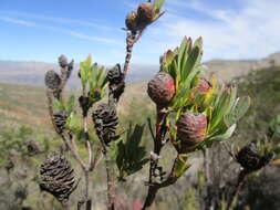 Sivun Leucadendron loeriense I. Williams kuva