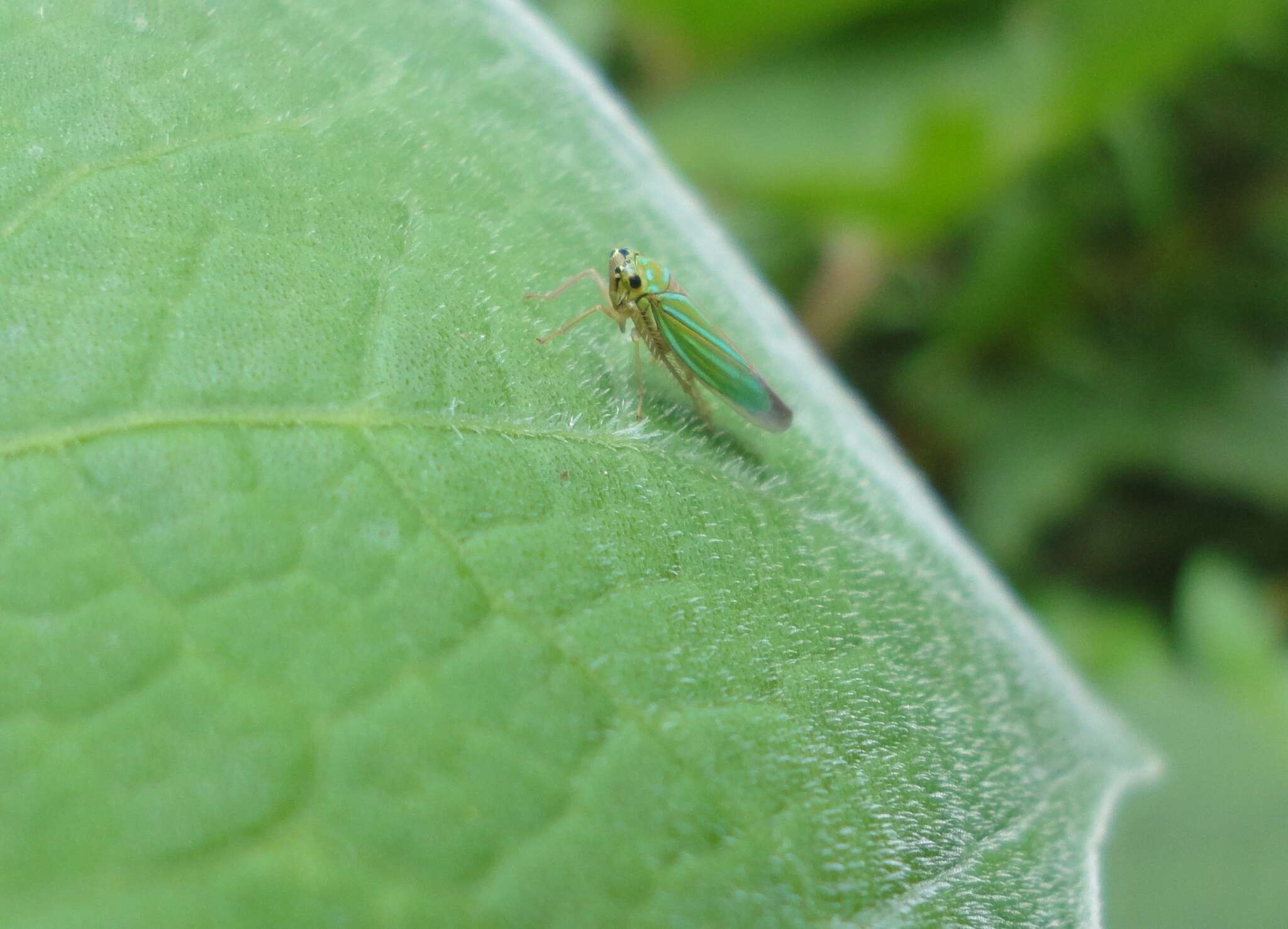 Imagem de Chlorogonalia coeruleovittata (Signoret 1855)