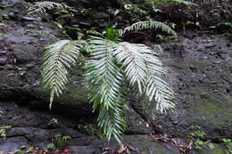 Image of Plenasium banksiifolium (C. Presl) C. Presl