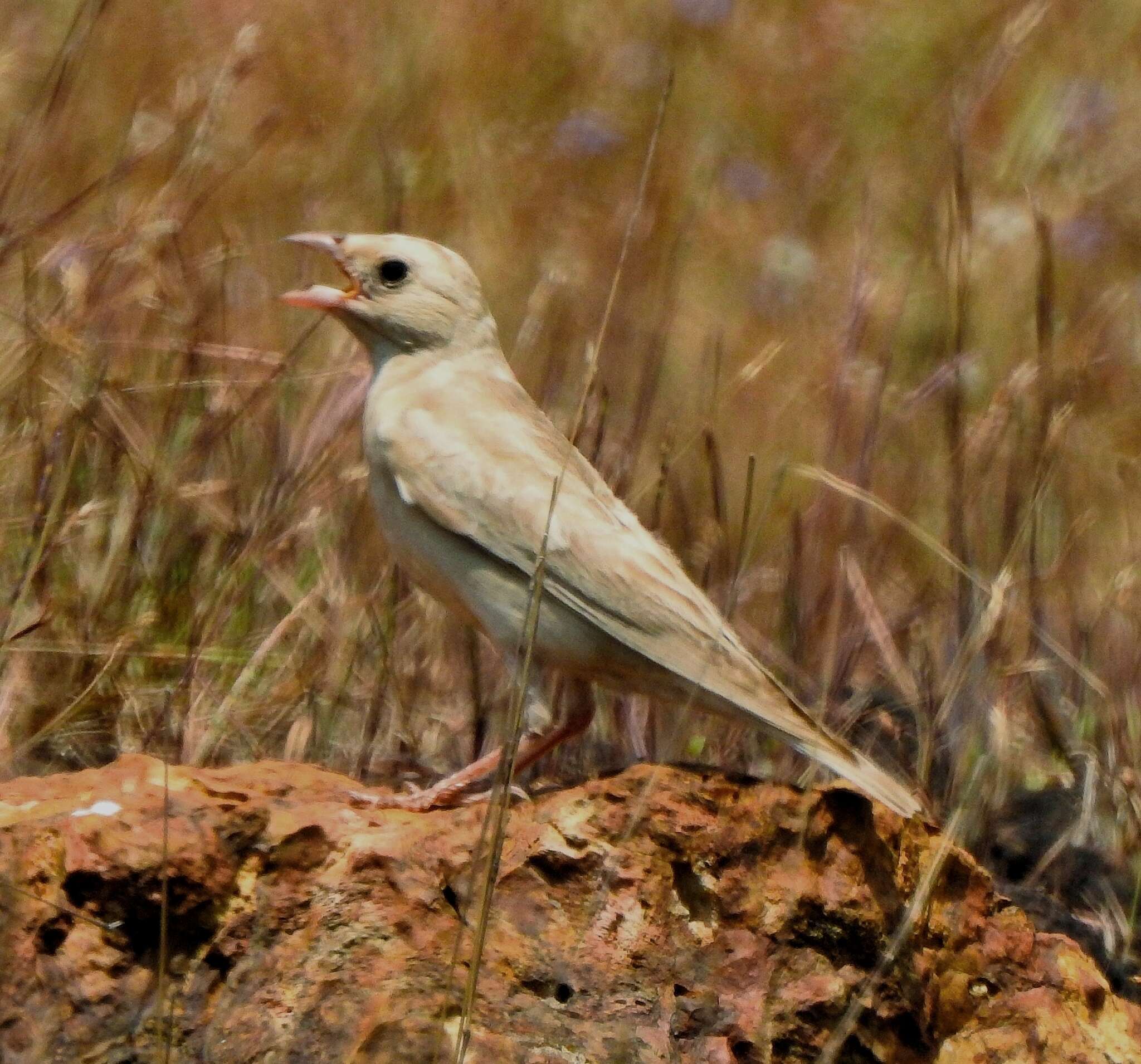 Image of Carpospiza Müller & JW 1854