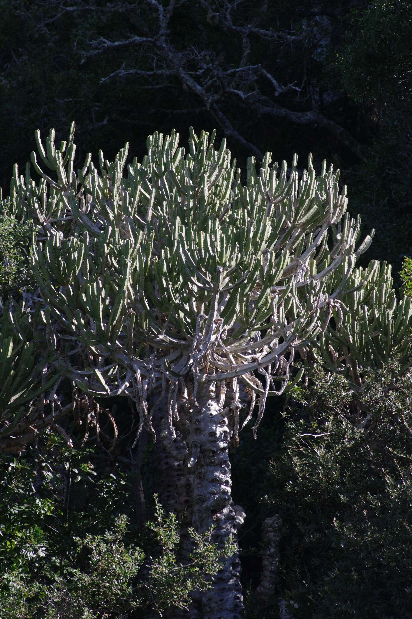 Sivun Euphorbia tetragona Haw. kuva