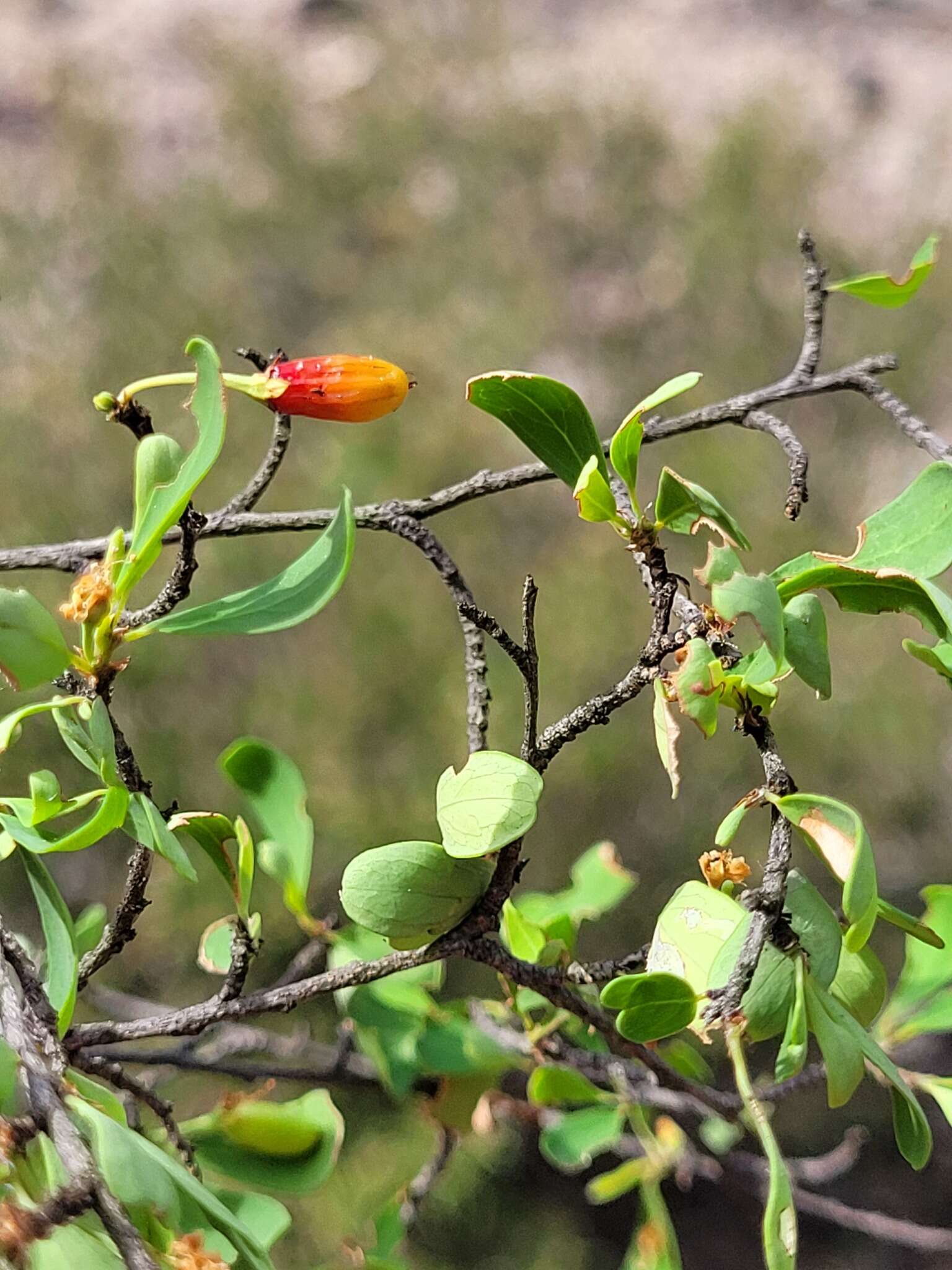 Image of Erythroxylum australe F. Müll.