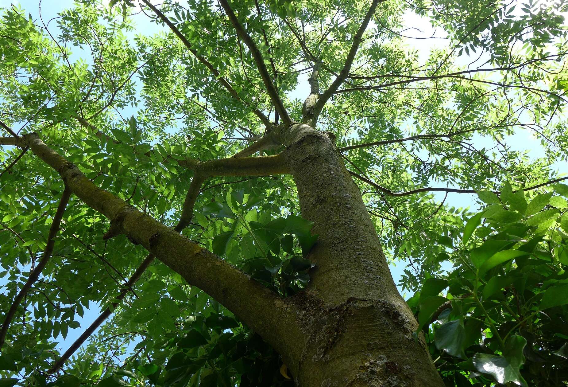 Image of European ash